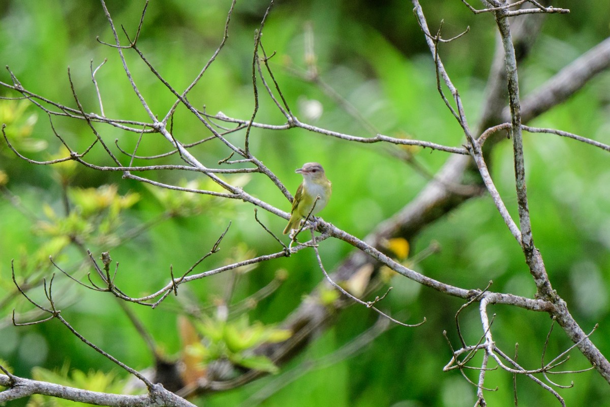 Sarı Böğürlü Vireo - ML620603347