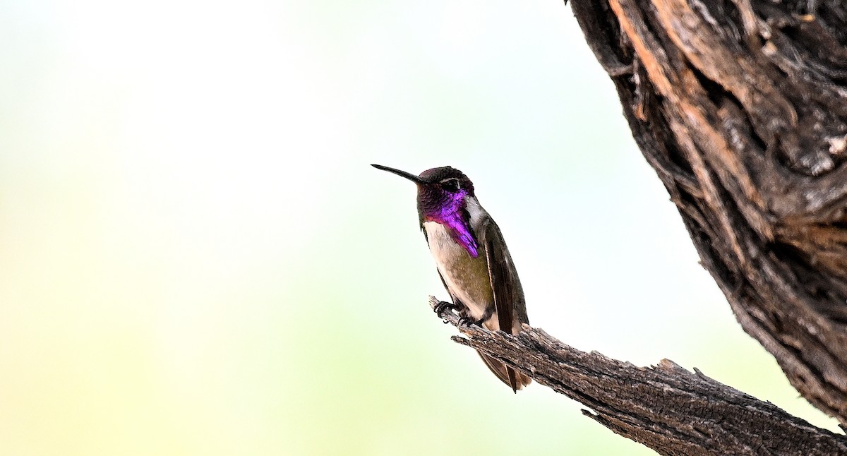 Costa's Hummingbird - ML620603350