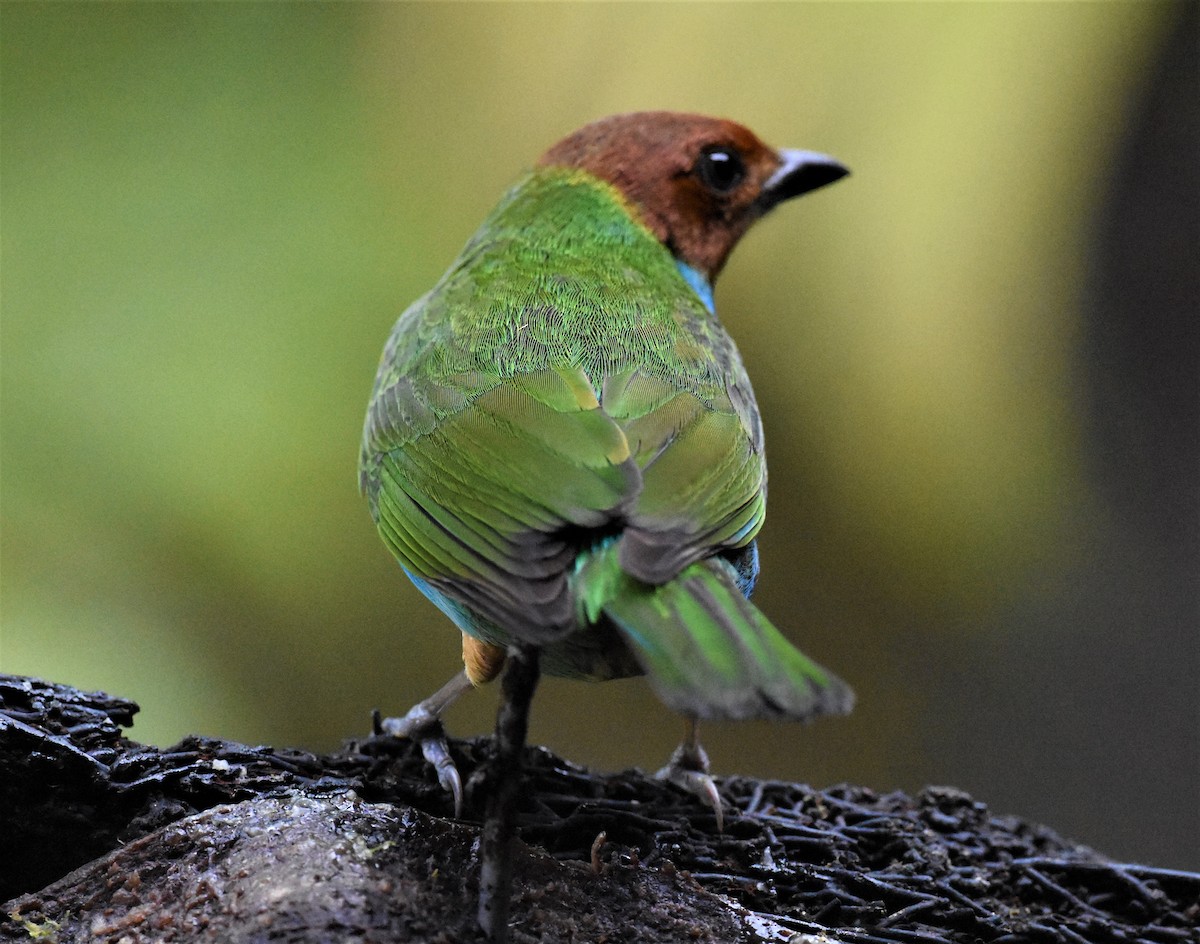 Bay-headed Tanager - ML620603352