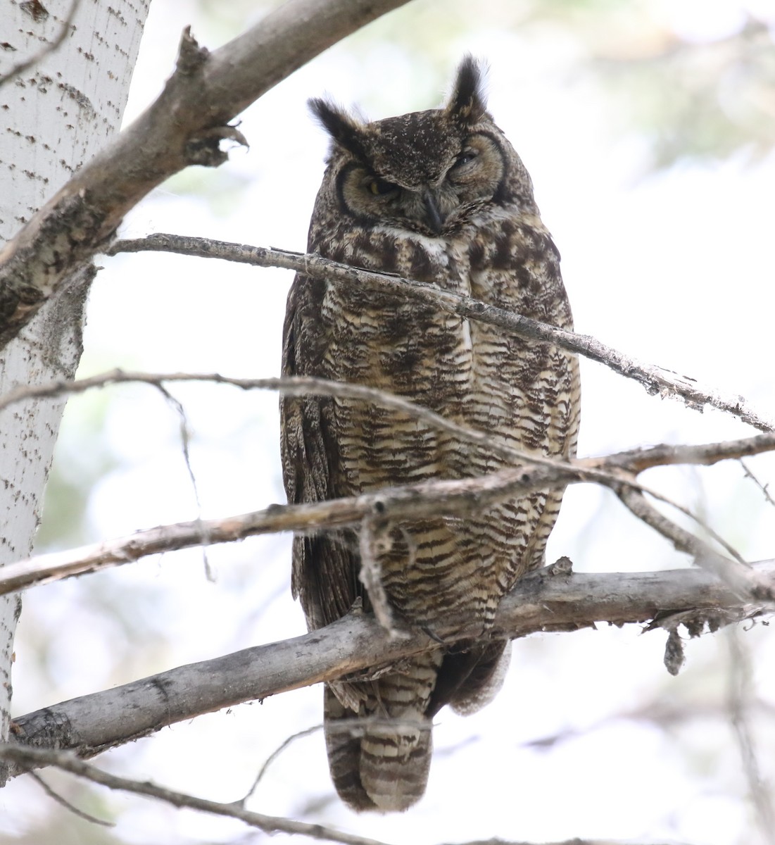 Great Horned Owl - ML620603353