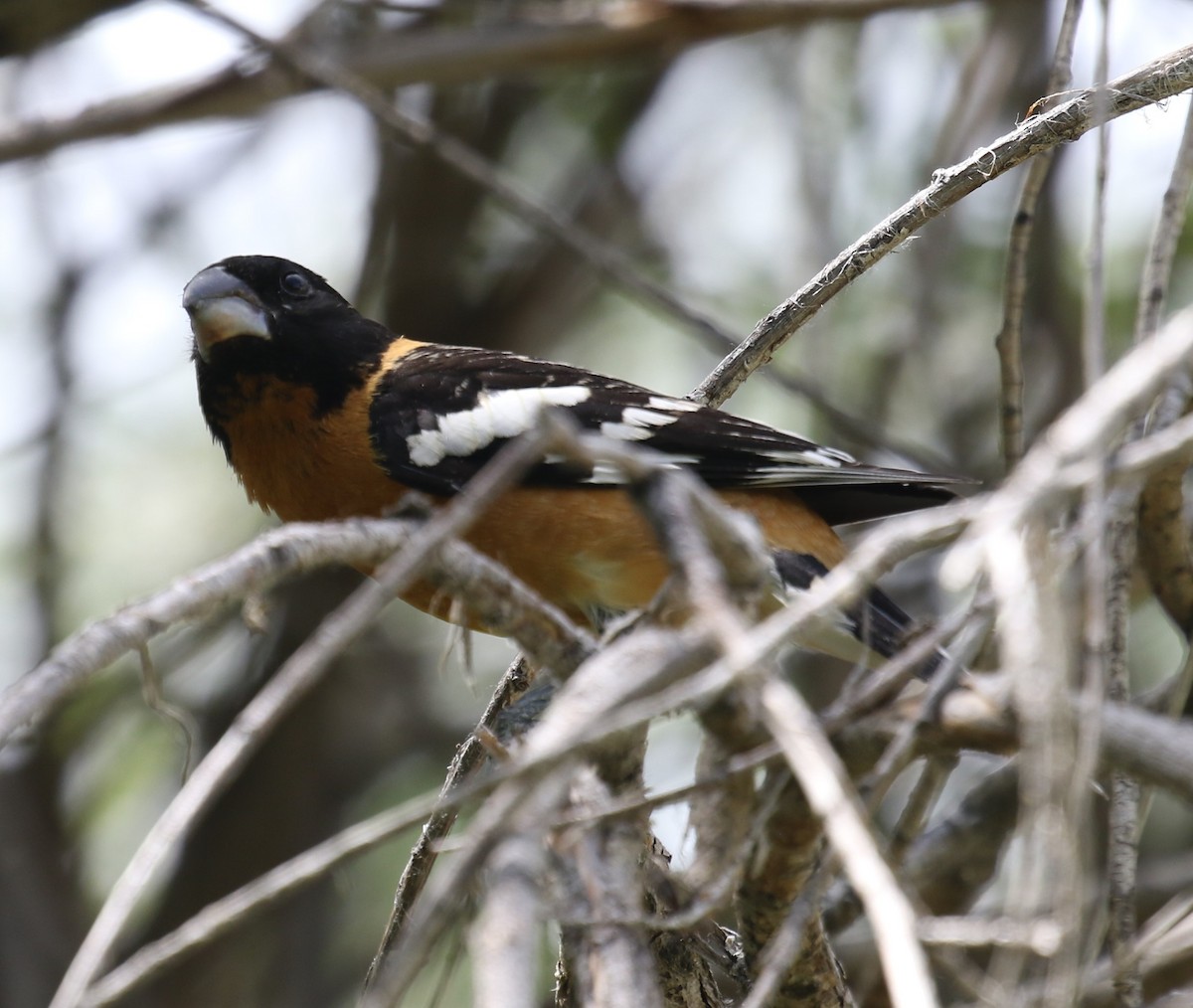 Black-headed Grosbeak - ML620603356