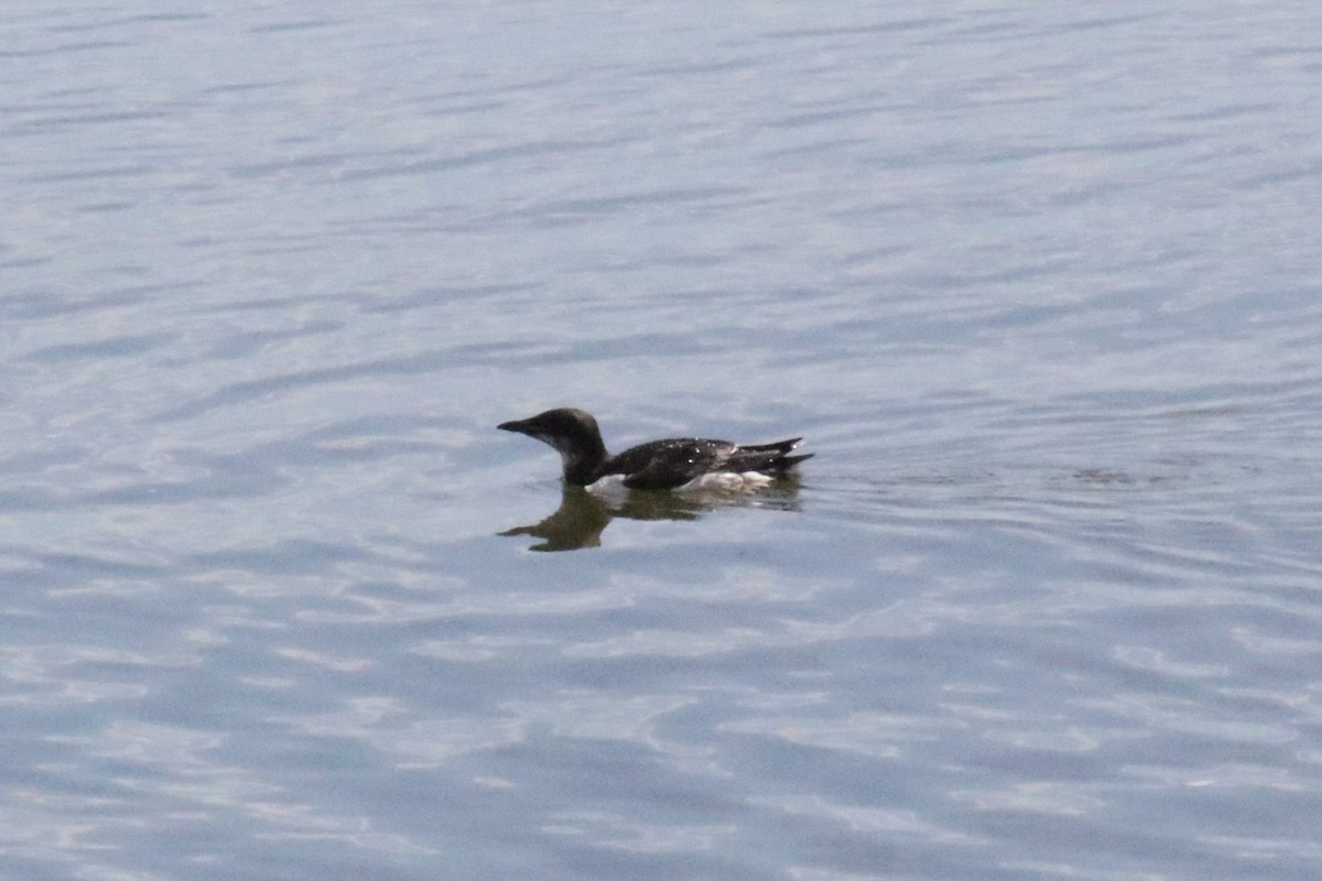 Thick-billed Murre - ML620603362