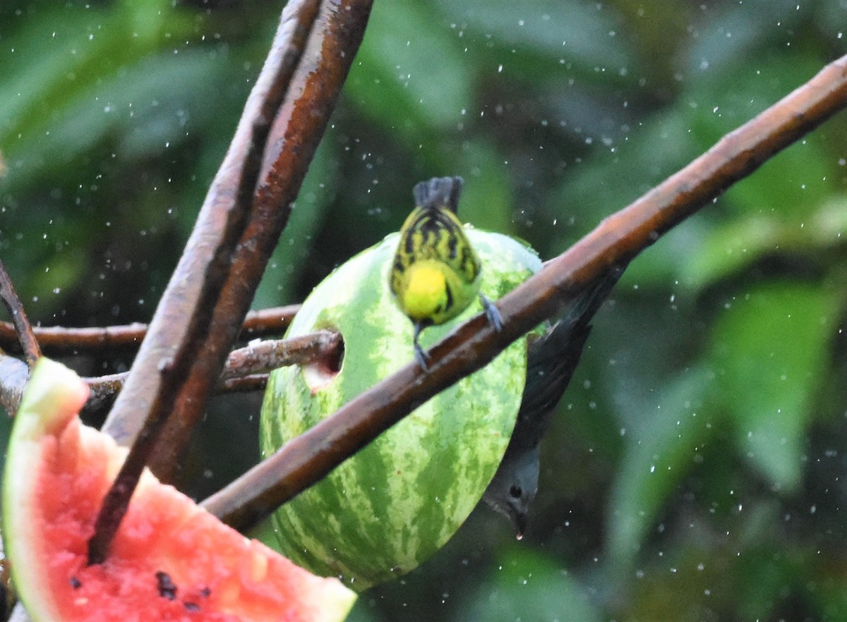 Emerald Tanager - ML620603365