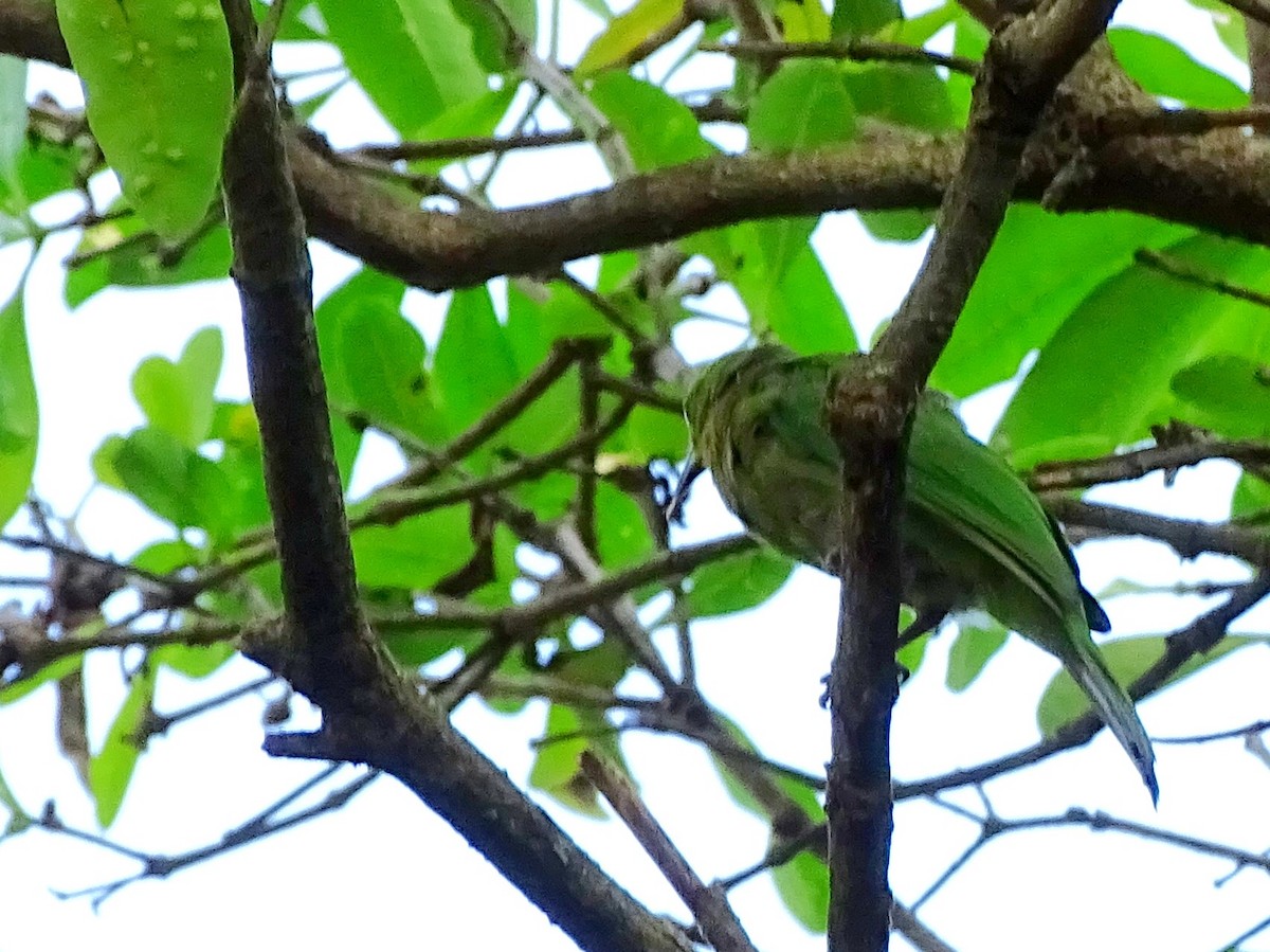 Golden-fronted Leafbird - ML620603367