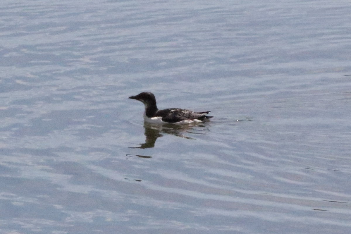 Thick-billed Murre - ML620603368