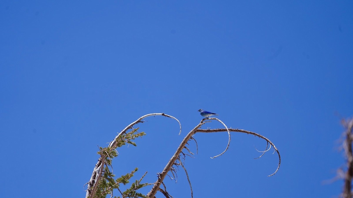 Mountain Bluebird - ML620603369