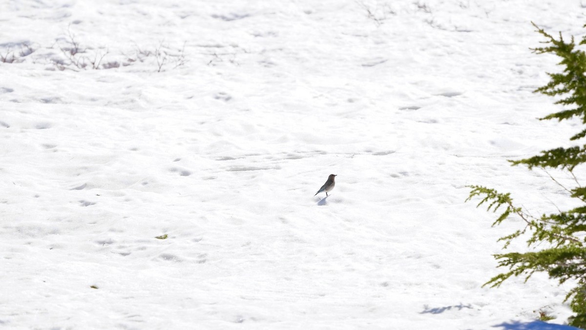 Mountain Bluebird - ML620603371