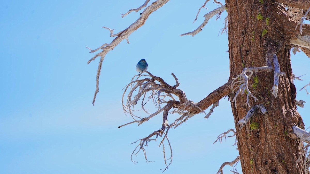 Mountain Bluebird - Steve Lindley