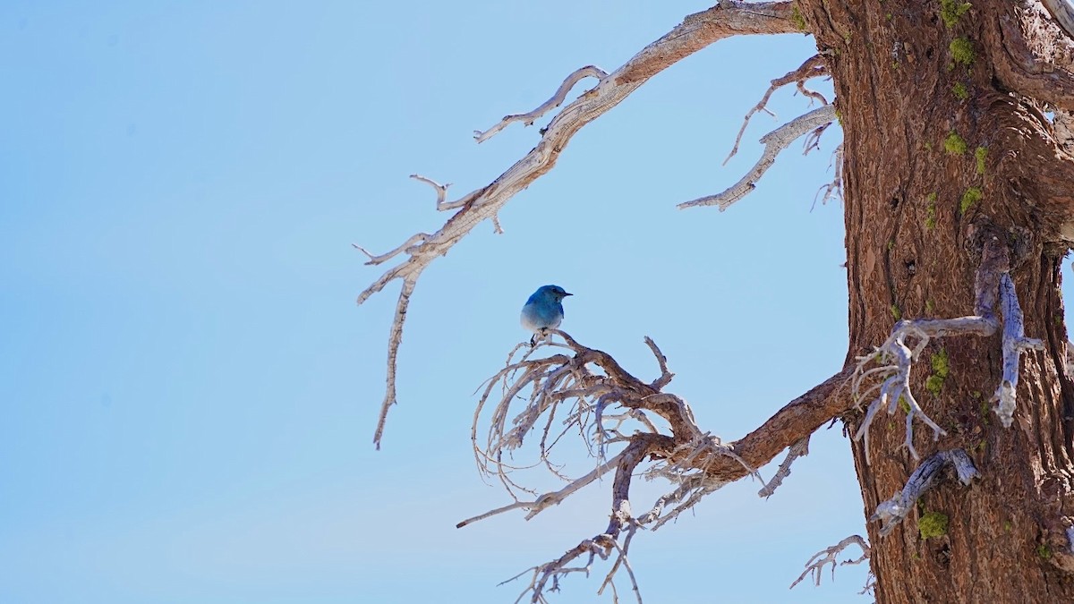 Mountain Bluebird - ML620603373