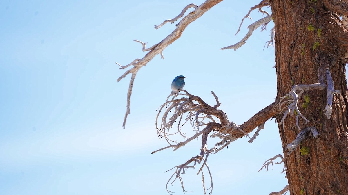 Mountain Bluebird - ML620603374