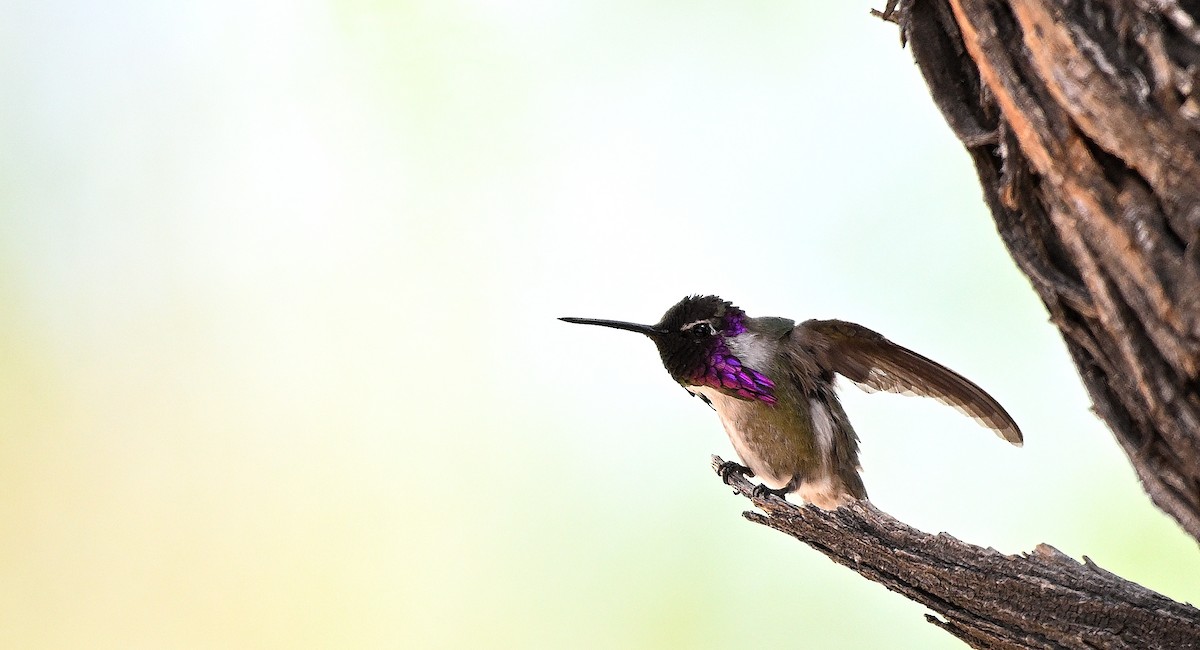 Costa's Hummingbird - ML620603375