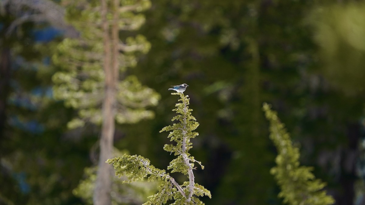 Mountain Bluebird - ML620603376