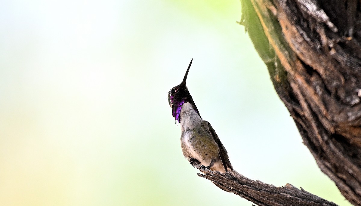 Colibrí de Costa - ML620603378