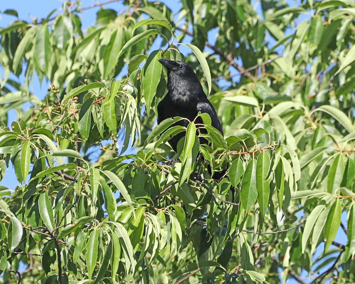 Fish Crow - ML620603383