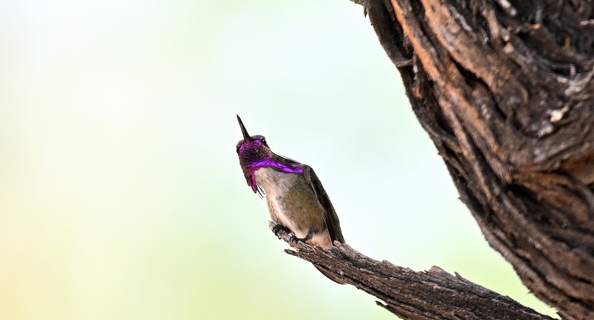 Colibrí de Costa - ML620603385