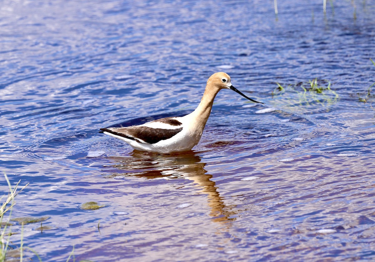 Avoceta Americana - ML620603386