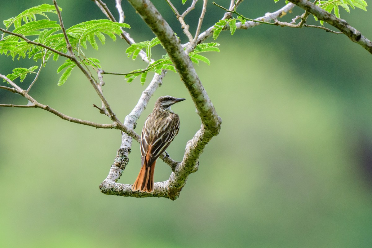 Sulphur-bellied Flycatcher - ML620603391