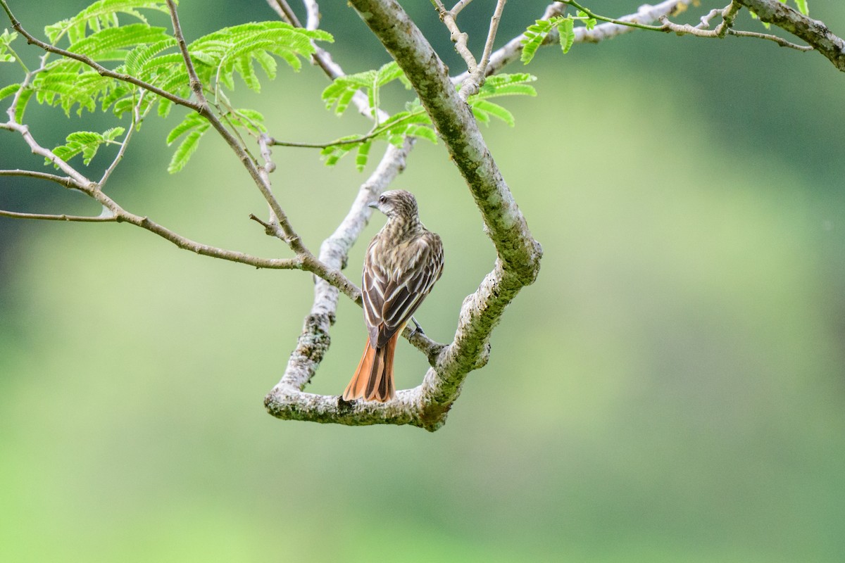 Sulphur-bellied Flycatcher - ML620603392