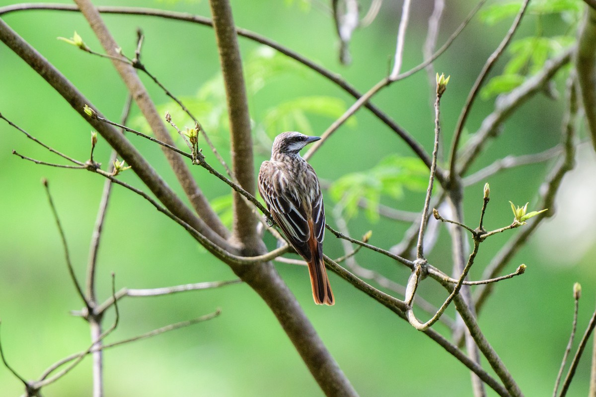 Sulphur-bellied Flycatcher - ML620603393