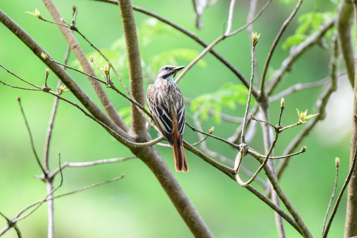 Sulphur-bellied Flycatcher - ML620603394