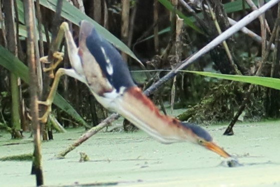 Least Bittern - ML620603395