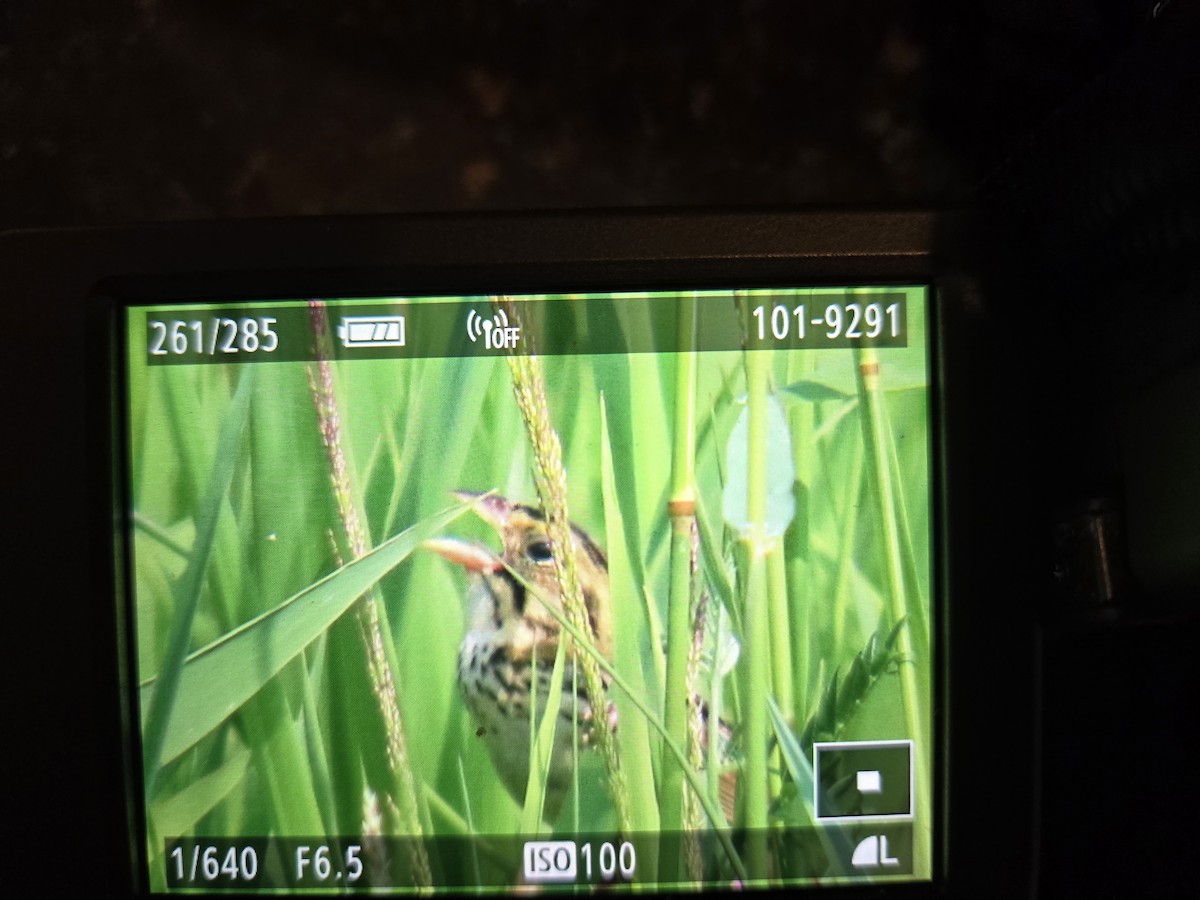 Henslow's Sparrow - ML620603396