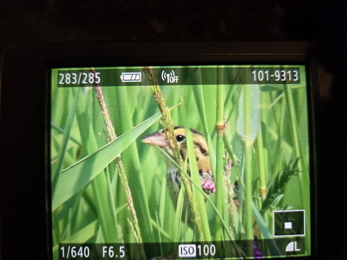 Henslow's Sparrow - ML620603397