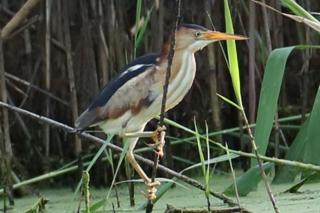 Least Bittern - ML620603401