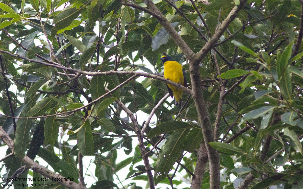 Green-throated Euphonia - ML620603409