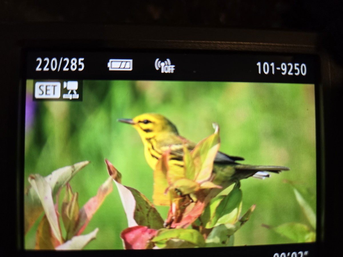 Prairie Warbler - ML620603411