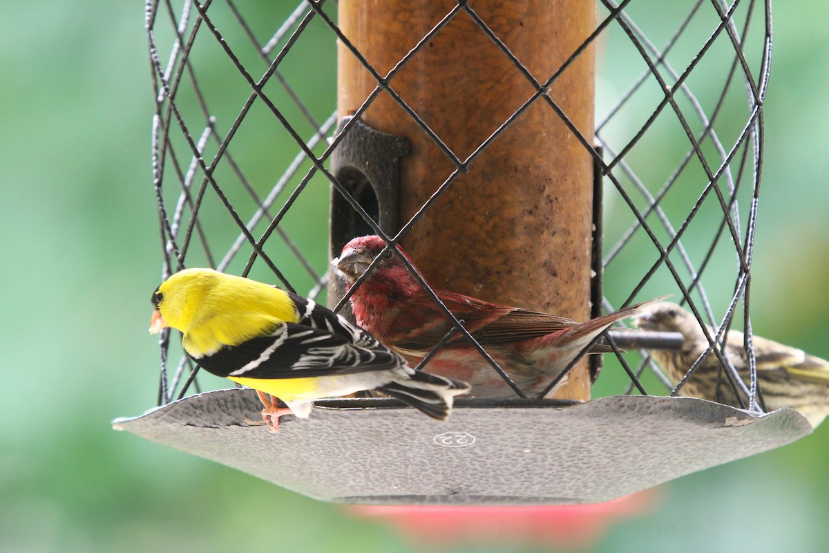 American Goldfinch - ML620603416