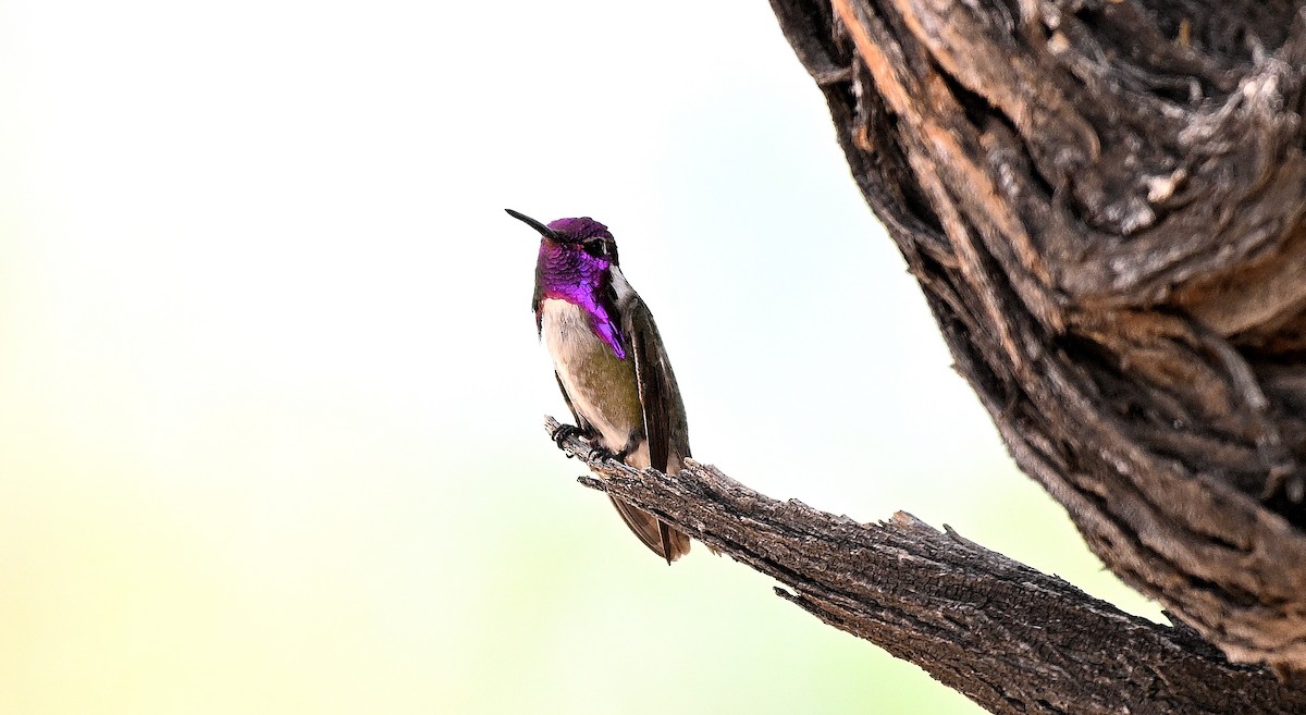 Costa's Hummingbird - Steve Butterworth