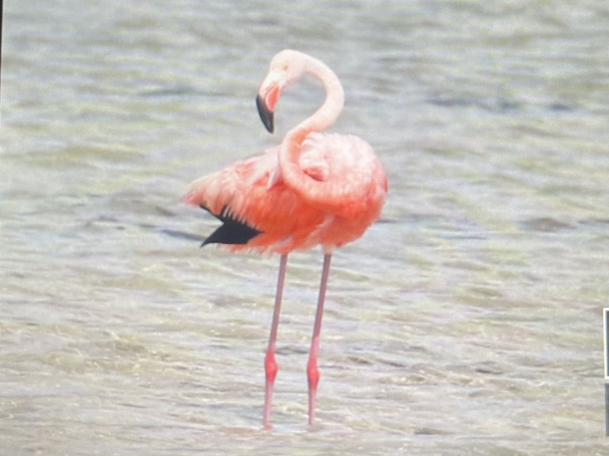 American Flamingo - ML620603423