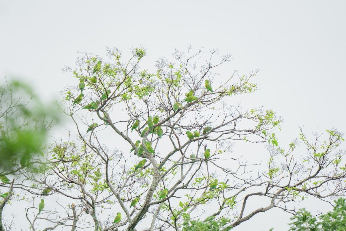 Orange-chinned Parakeet - ML620603431