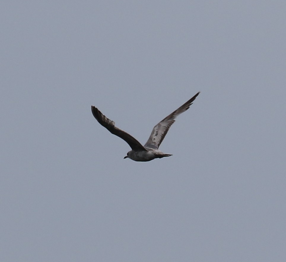 Short-billed Gull - ML620603432