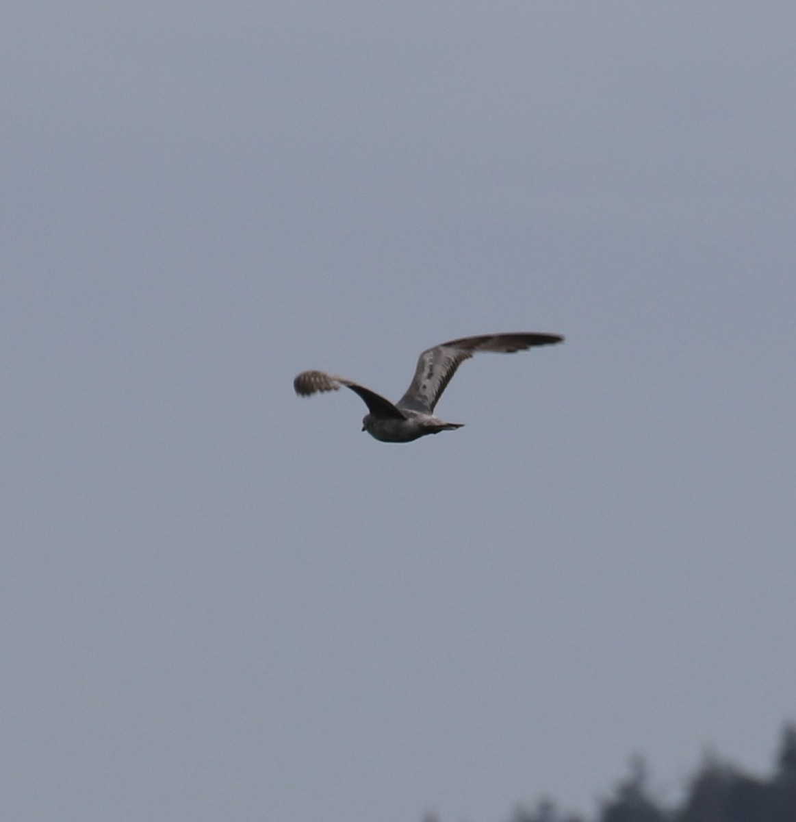 Short-billed Gull - ML620603434