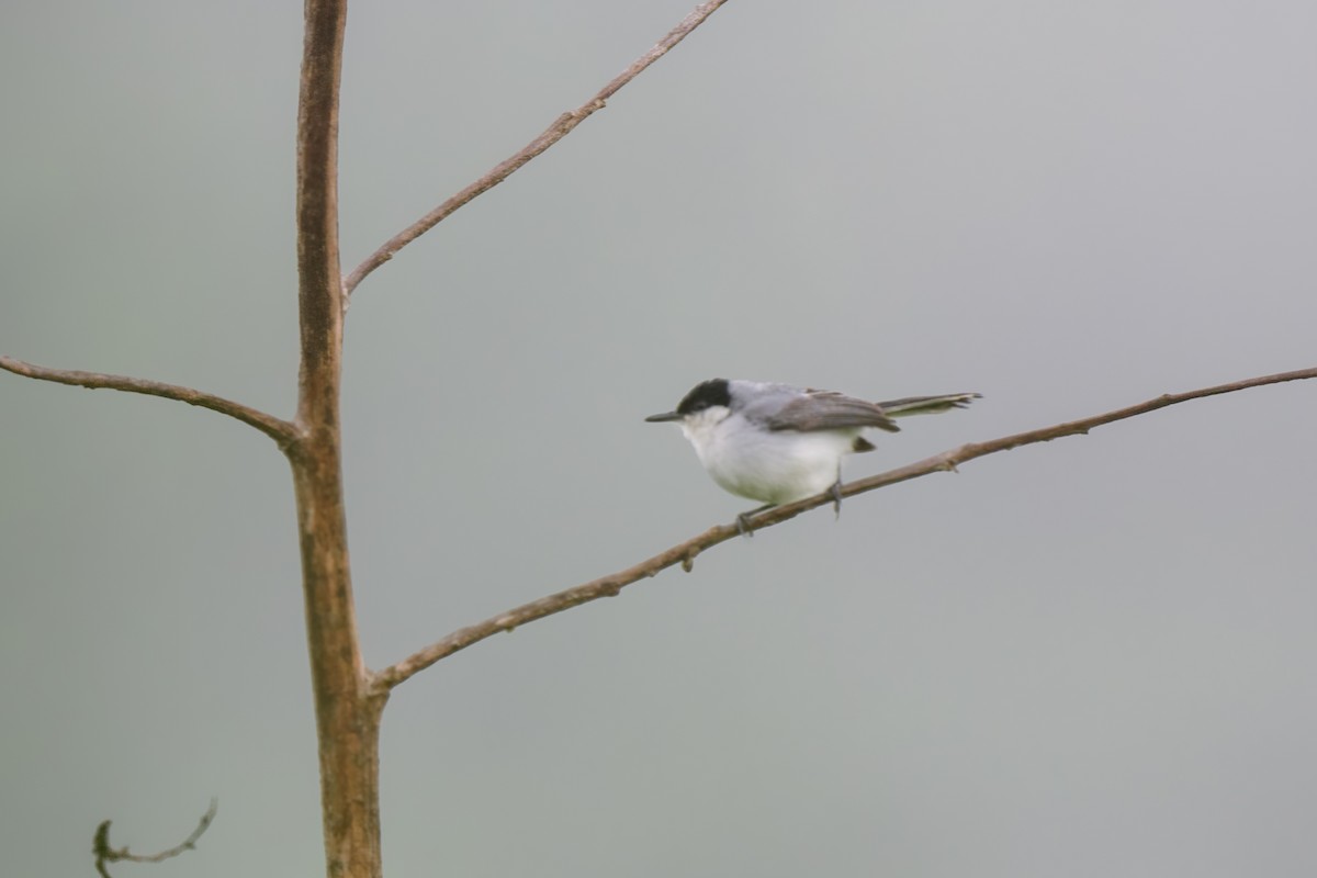 White-lored Gnatcatcher - ML620603435