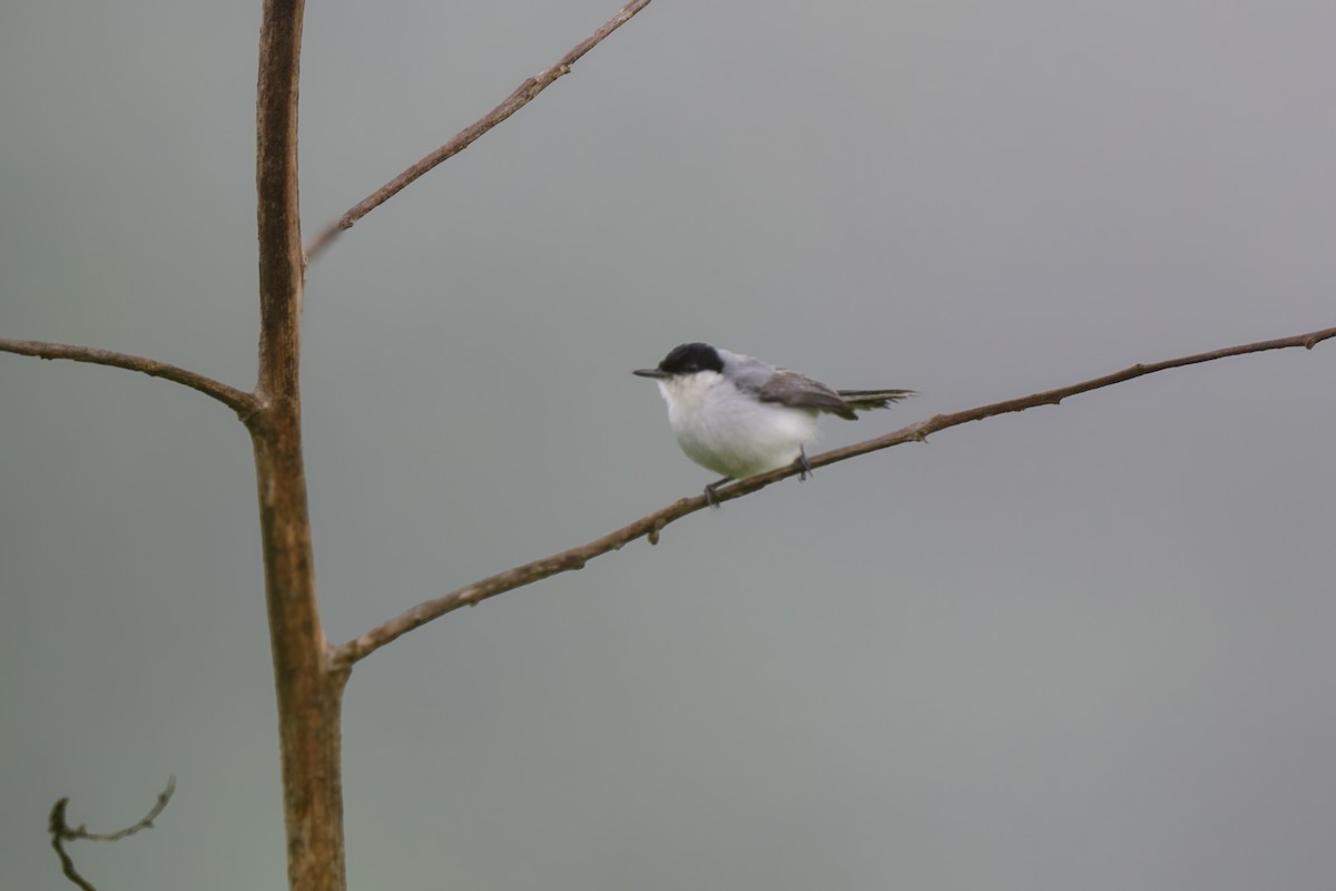 White-lored Gnatcatcher - ML620603436