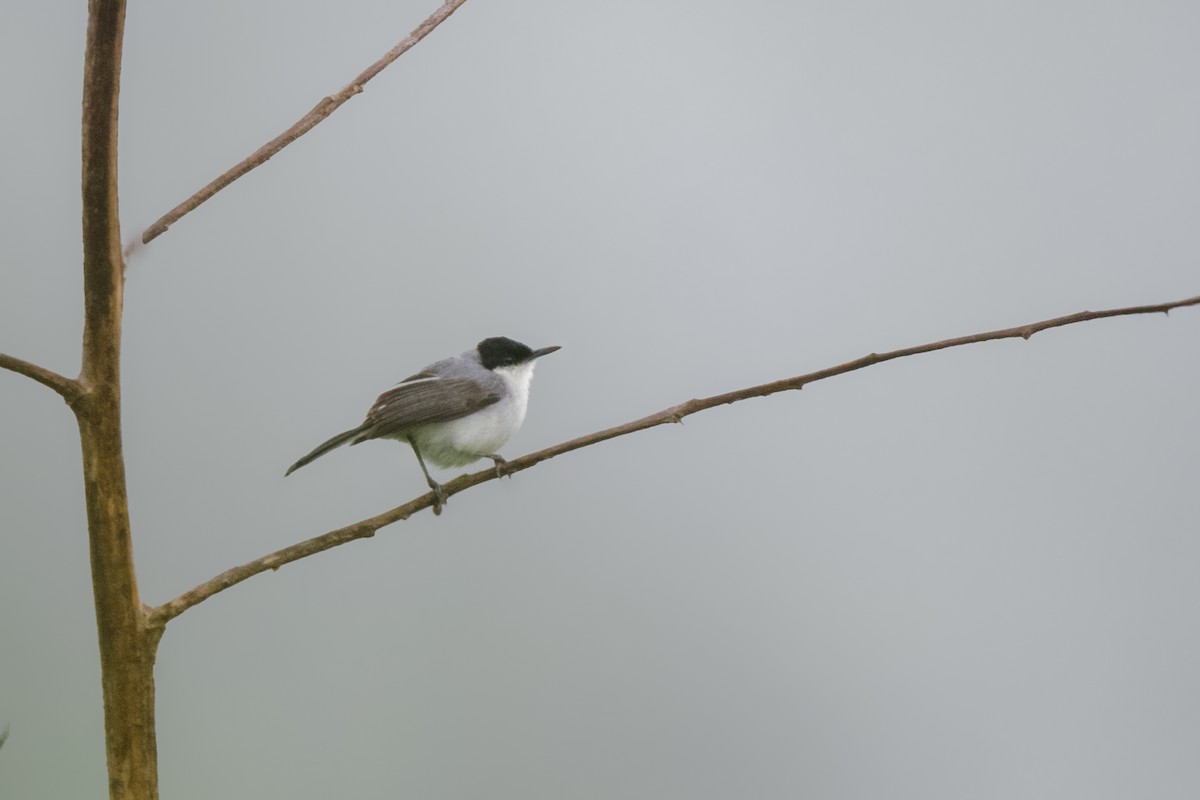 White-lored Gnatcatcher - ML620603439