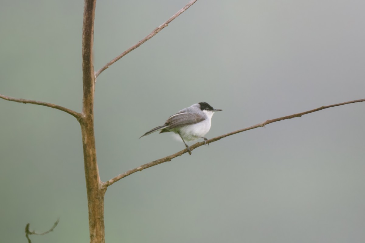 White-lored Gnatcatcher - John Kuenzli