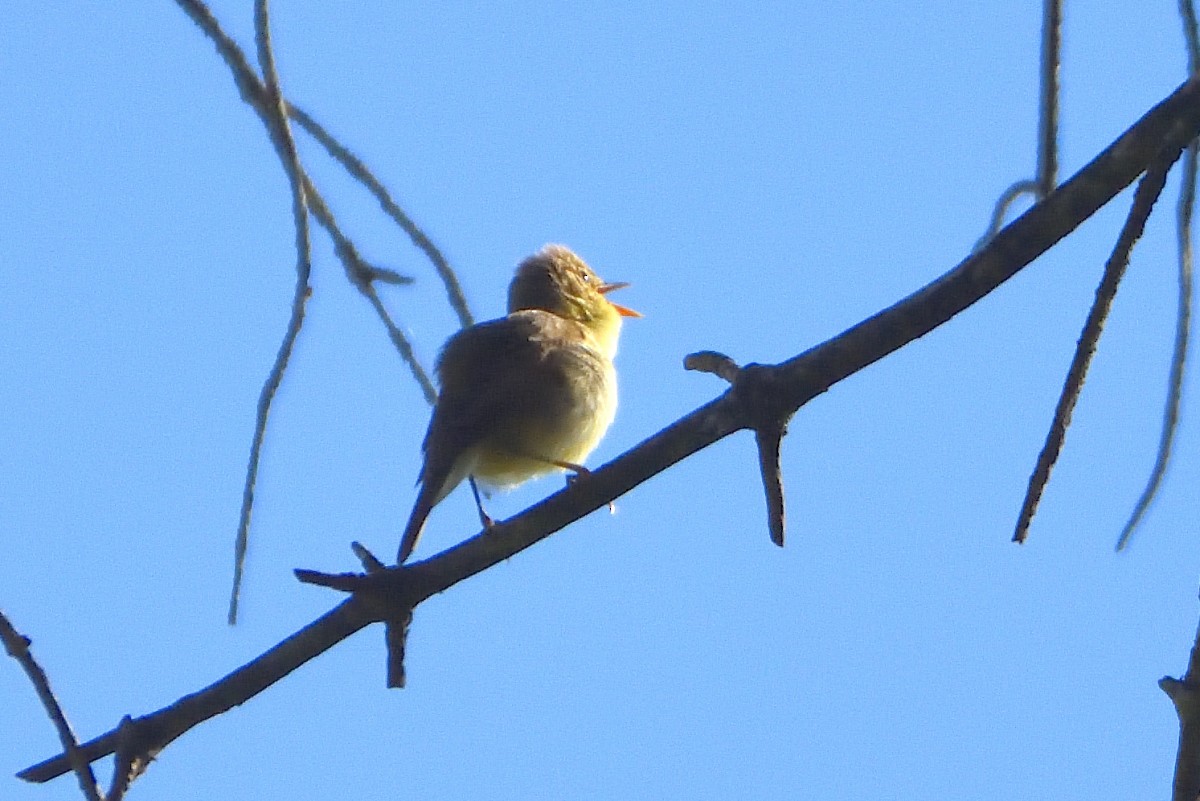 Melodious Warbler - ML620603442