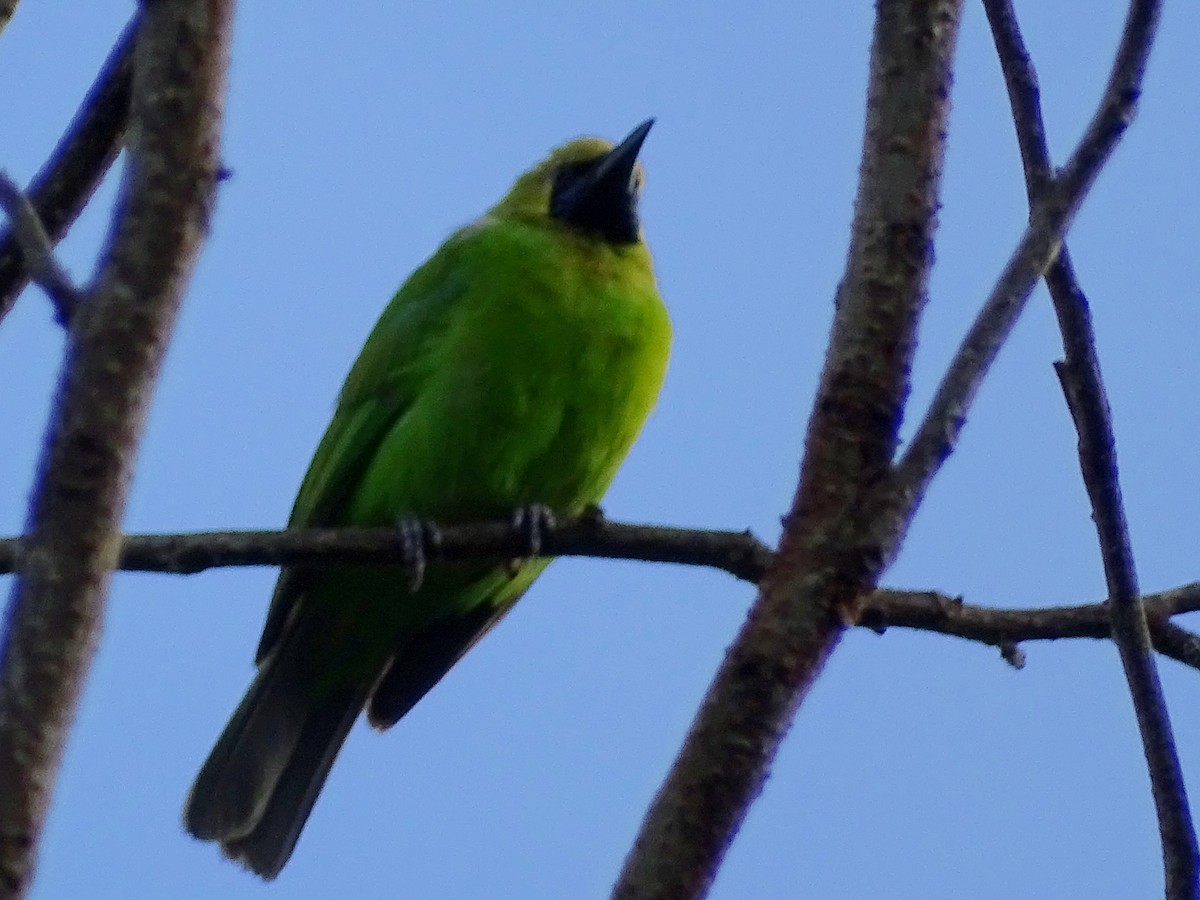 Jerdon's Leafbird - ML620603443