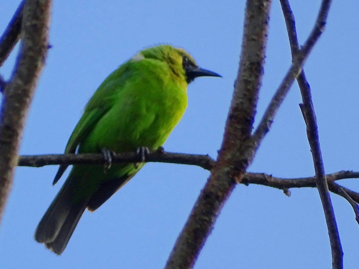 Jerdon's Leafbird - ML620603444