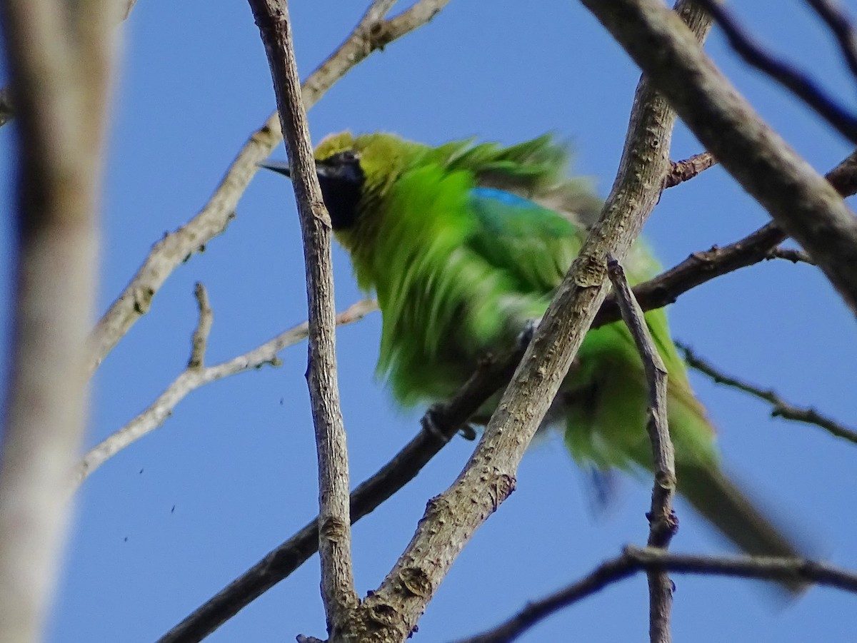 Jerdon's Leafbird - ML620603445