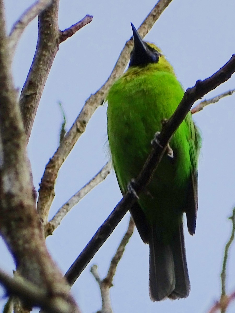 Jerdon's Leafbird - ML620603446