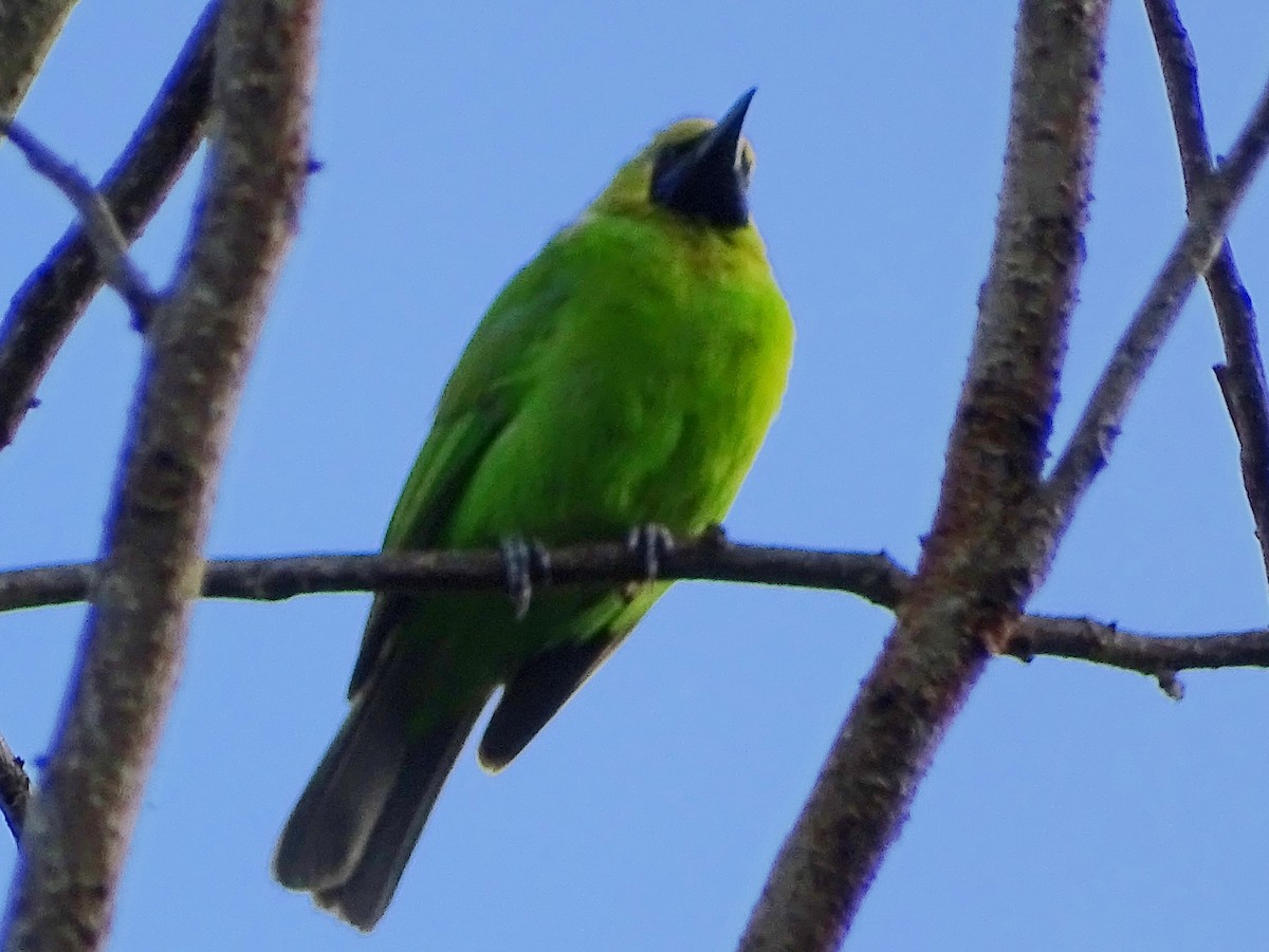 Jerdon's Leafbird - ML620603449