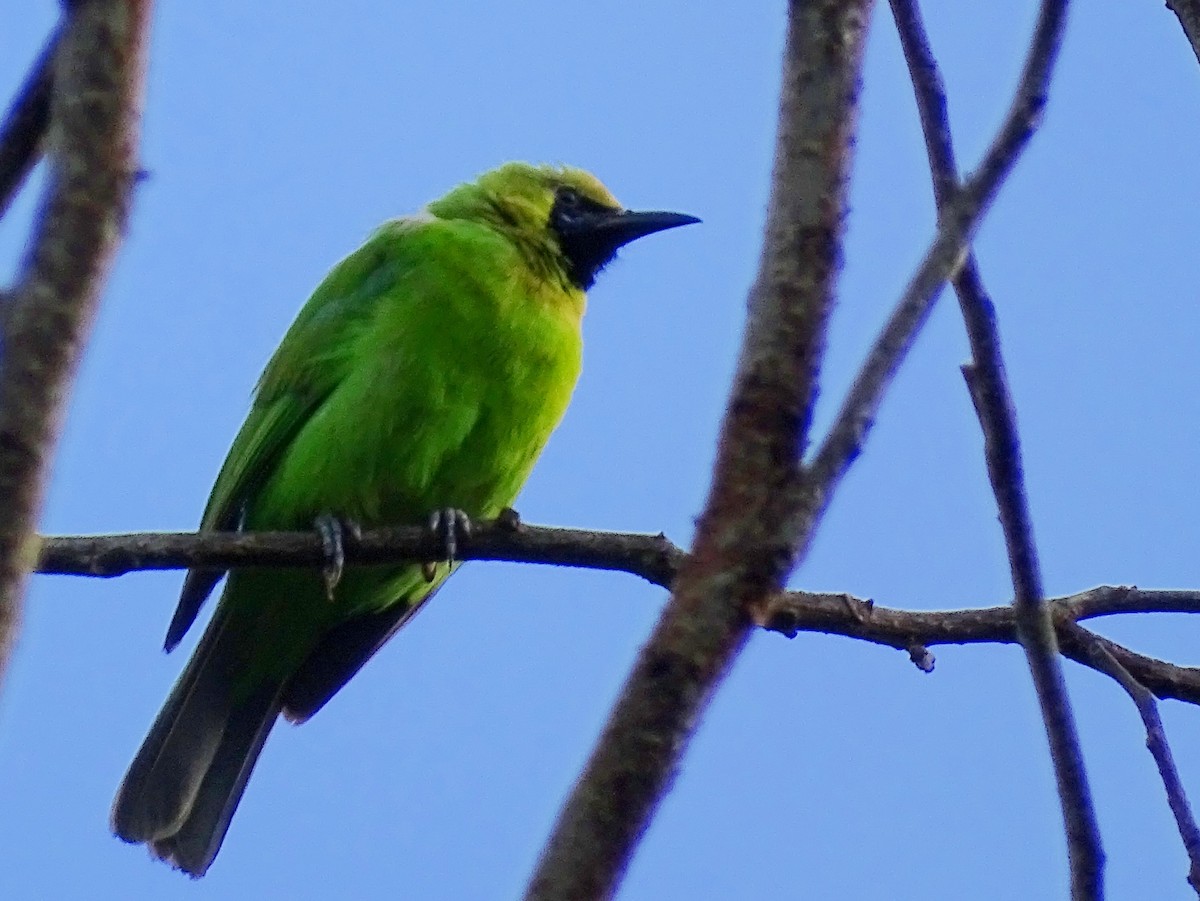 Jerdon's Leafbird - ML620603451