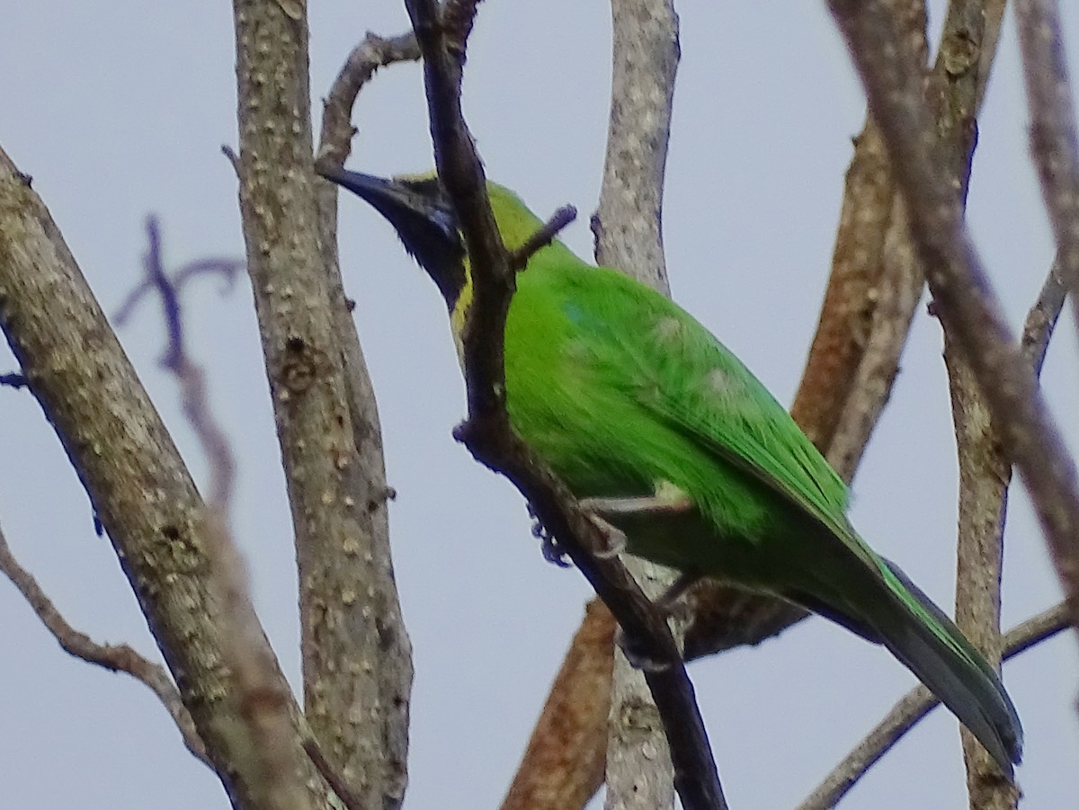 Jerdon's Leafbird - ML620603452