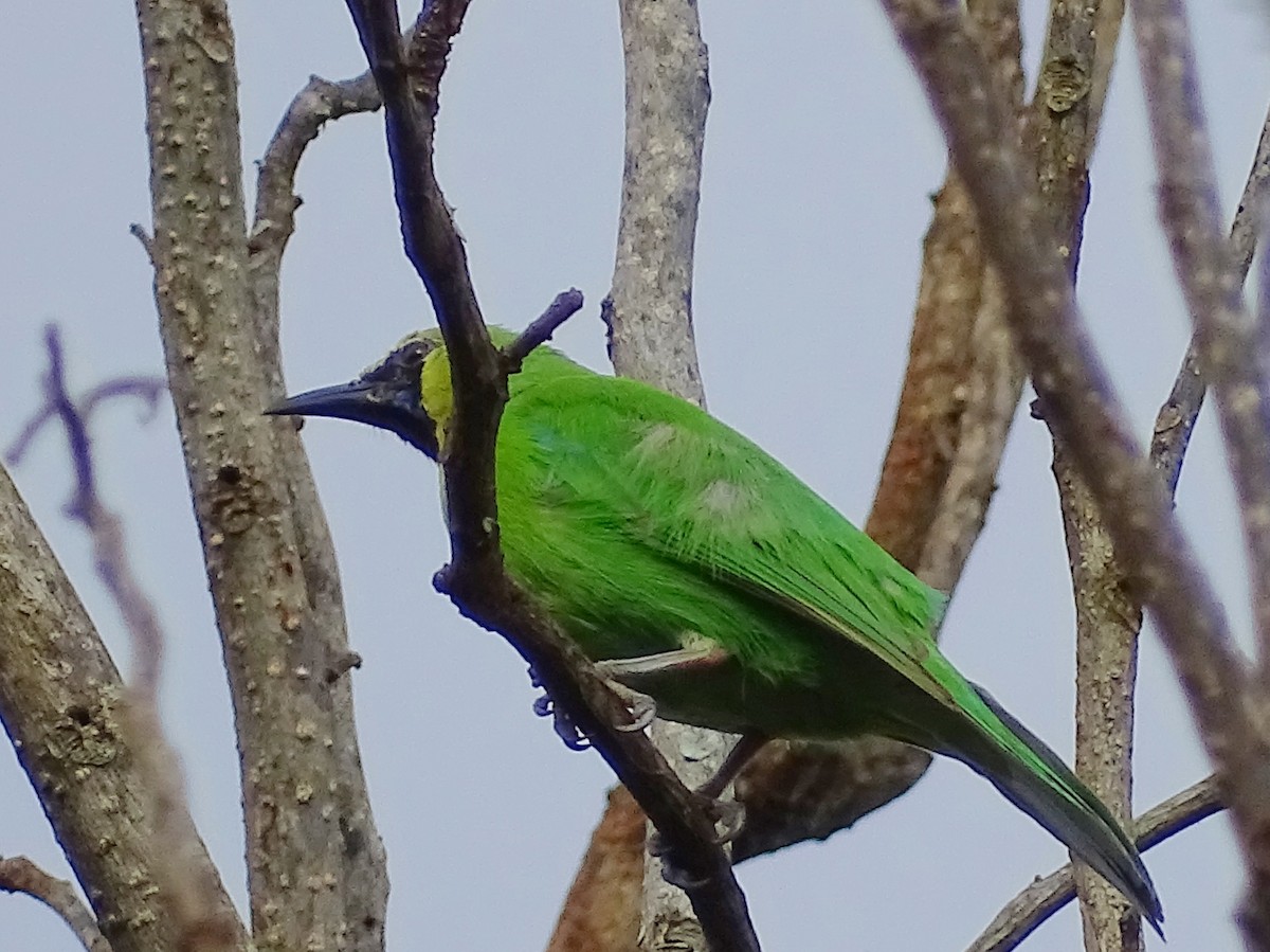 Jerdon's Leafbird - ML620603454