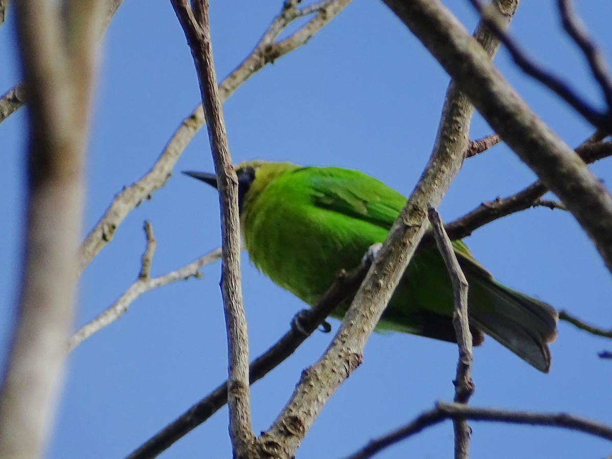 Verdin de Jerdon - ML620603456